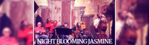 Night Blooming Jasmine