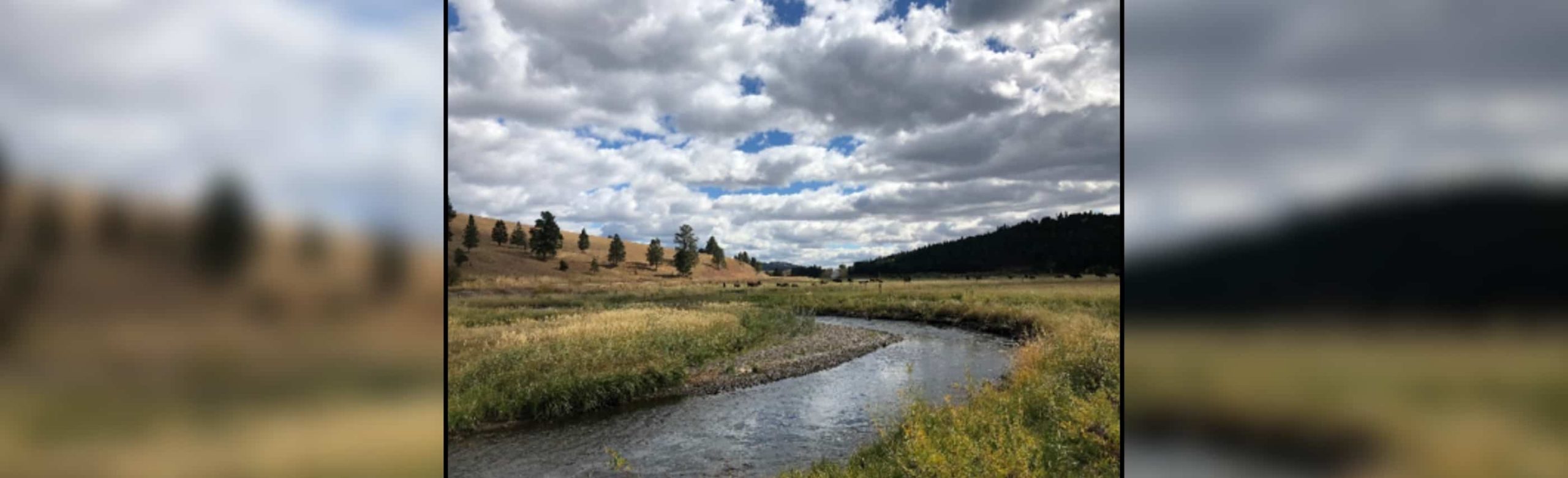 Blackfoot River Fund Update: Nevada Creek Stream Bank Restoration Helps Habitat and Montana Ranchers Image